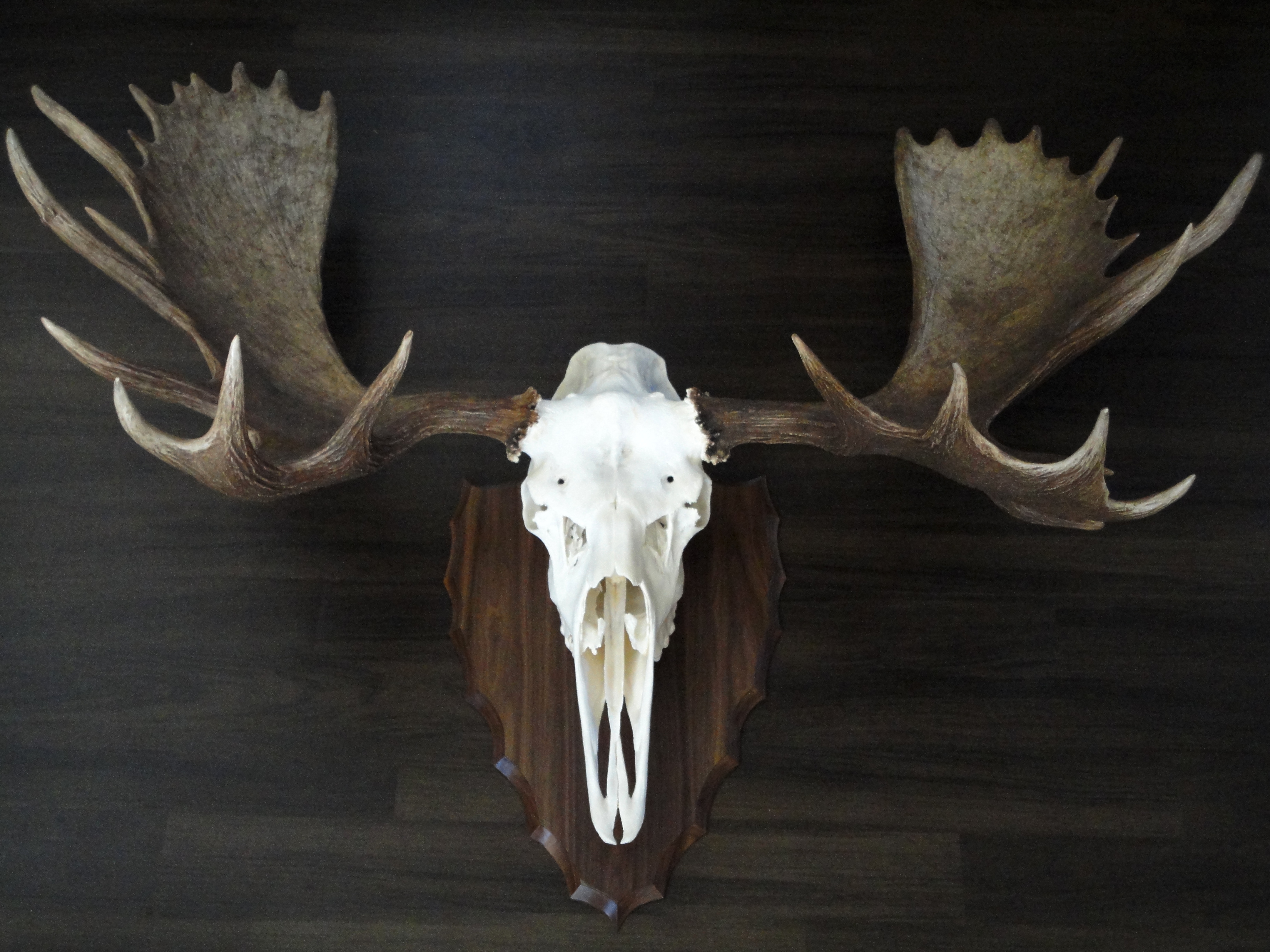 Skull Mounting – Classic Antler Mounts