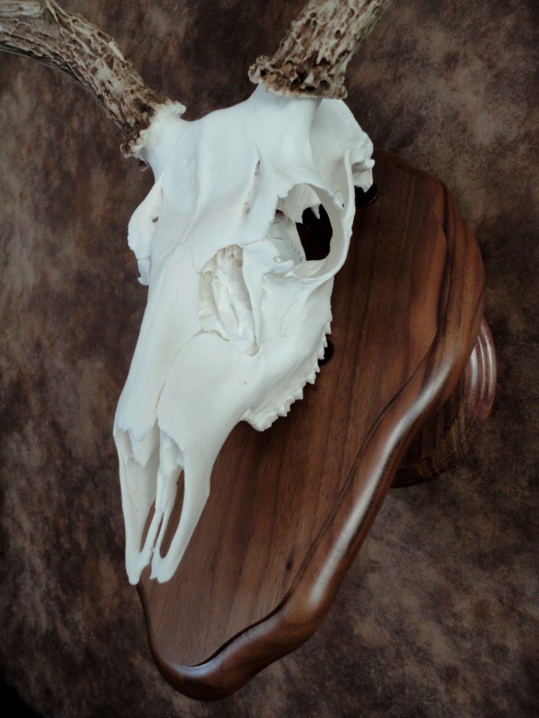 ClassicAntlerMounts.com