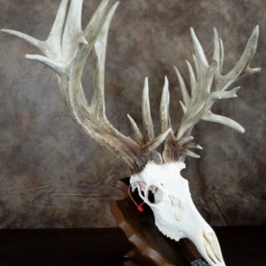 Skull Mounting – Classic Antler Mounts