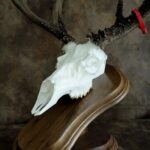 Custom Shed Antler Mount - Resin Skull